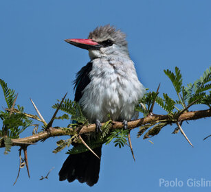 Martin pescatore di bosco (Halcyon senegalensis) Woodland Kingfisher, lago Awasa, lake Awasa