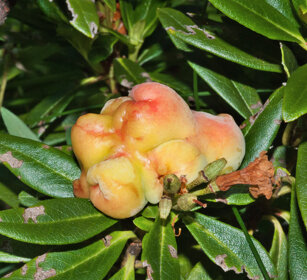 galle su Rododendro, Rhododendron gall