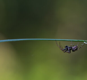 Ragno su stelo, spider on a blade