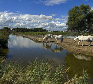 Cavalli, horses Camargue, St. Maries de la mer