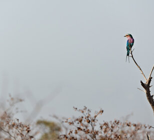 Ghiandaia marina pettolilla (Coracias caudatus) Lilac-breasted Roller, PN Kruger, Kruger NP
