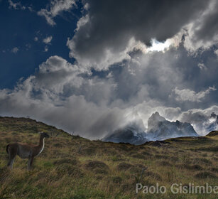 Guanaco (Lama guanicoe) PN Torres del Paine, Cile