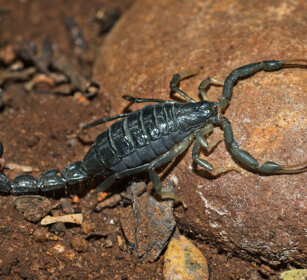 Scorpione (Uroplectes olivaceus), Scorpion parco nazionale Kruger, Kruger NP