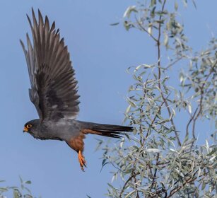 Falco-cuculo (Falco vespertinus) Red-footed Falcon Falco-cuculo (Falco vespertinus) Red-footed Falcon