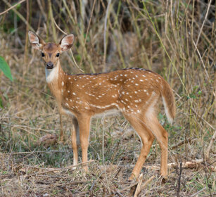 Cervo pomellato juv. (Axis axis), Chital cub Nagarhole NP, Karnataka