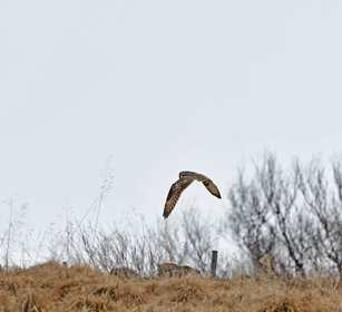 Gufo di palude, Short-eared Owl Norvegia, Norway, Varanger