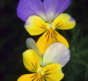 Viola del pensiero (Viola tricolor) Heart's delight