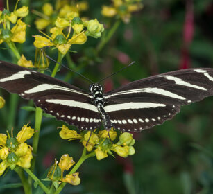 Heliconius charitonius, Zebra Longwing