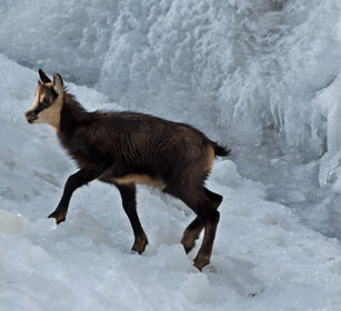 Camoscio (Rupicapra rupicapra), Alpine Chamois Valle d'Aosta, Aosta Valley