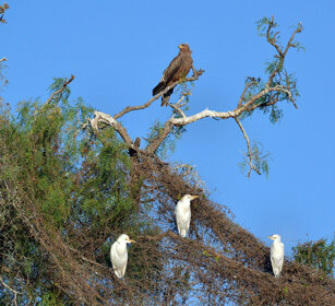 Nibbio bruno e Aironi guardabuoi. Lake Awasa Black Kite (Milvus migrans) and Cattle Egrets (Bubulcus ibis)