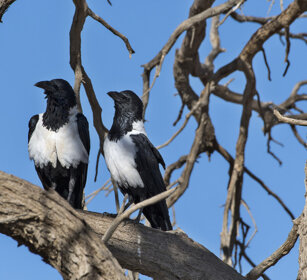 Corvi pettobianco (Corvus Albus), Pied Crows