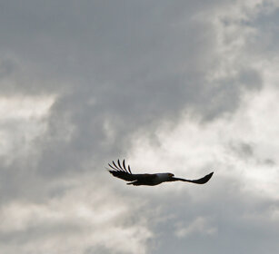 Aquila pescatrice africana (Haliaeetus vocifer) African Fish-eagle, lago Awasa, lake Awasa