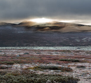 tundra parco nazionale di Dovrefjell, Dovrefjell NP