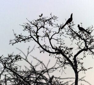 Buceri beccogiallo meridionali (Tockus leucomelas) Southern Yellow-billed Hornbills, Kruger NP