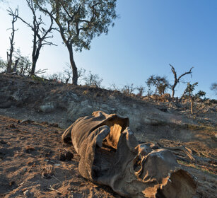 carcassa di Rinoceronte ucciso da bracconieri Rhino's carcass killed by poachers, Kruger NP