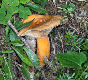 Clitocybe, fungus