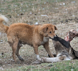 Cane randagio su carcassa di mucca Stray dog on the carcass of a cow