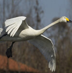 Cigno selvatico (Cygnus cygnus), Whooper Swan
