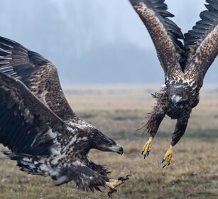 Aquile di mare (Haliaeetus albicilla) White-tailed Eagles, Polonia, Poland