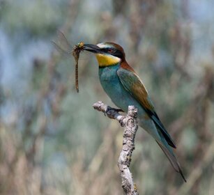 Gruccione (Merops apiaster) Bee-eater Gruccione (Merops apiaster) Bee-eater
