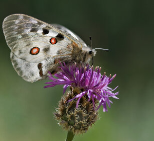 Apollo (Parnassius apollo), Apollo butterfly