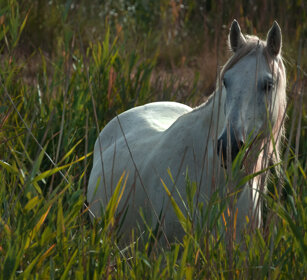 Cavallo, horse Camargue, St. Maries de la mer