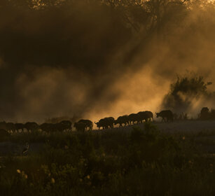Bufali africani (Syncerus caffer) African Buffalos, Sabie river, Kruger NP