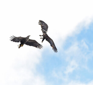 Aquile di mare, White-tailed Eagles Norvegia, Hornoia. Norway, Hornoia