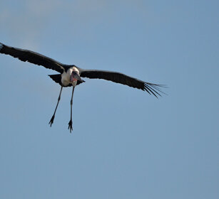Marabù (Leptoptilos crumeniferus) Marabou Stork lago Awasa, lake Awasa