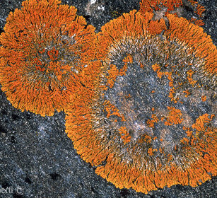 Licheni, lichens Rochemolles (To), Piemonte