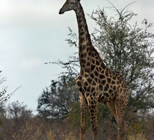 Giraffa (Giraffa camelopardalis g.), Giraffe PN Kruger, Kruger NP