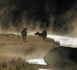 femmine di Wapiti, females Wapiti fiume Madison, Madison river, Yellowstone