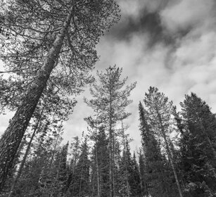bosco, wood Finlandia, Finland
