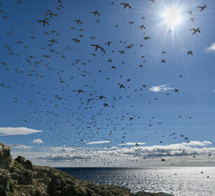 Urie, Guillemots Norvegia, Hornoia. Norway, Hornoia. Mobbing Urie, Guillemots Norvegia, Hornoia. Norway, Hornoia. Mobbing