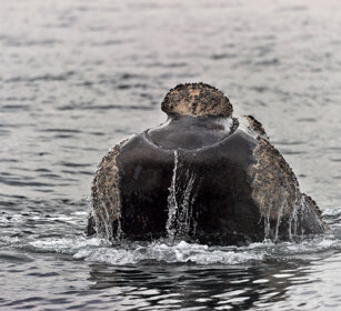 Balena franca australe (Eubalaena australis) Southern Right Whale, Hermanos