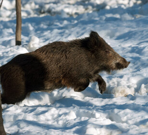 Cinghiale (Sus scropha), Wild Boar Valle d'Aosta, Aosta Valley