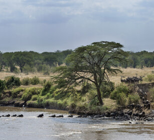 migrazione degli Gnu, Gnu migration fiume Mara, Mara river
