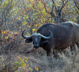 Bufalo africano (Syncerus caffer) African Buffalo, Kruger NP