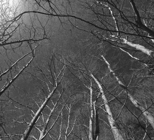 alberi d'inverno, trees in winter