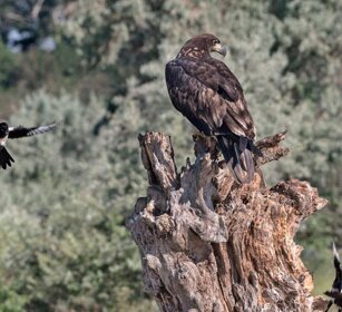 Aquila di mare (Haliaeetus albicilla) White-tailed Eagle mobbing Aquila di mare (Haliaeetus albicilla) White-tailed Eagle mobbing