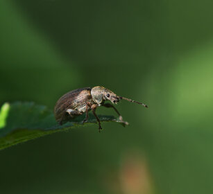 Polydrusus mollis, Broad-nosed Weevil