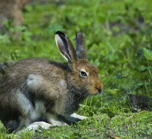 Lepre variabile (Lepus timidus), Mountain Hare Valle d'Aosta, Aosta Valley
