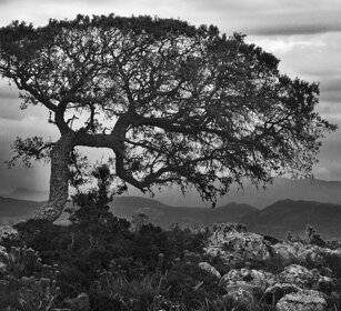 sughera, cork oak Sardegna, Sardinia