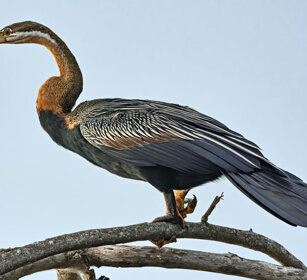 Aninga africana Uganda