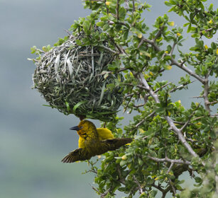 uccello Tessitore, Weaver Riserva naturale De Hoop, De Hoop natural reserve