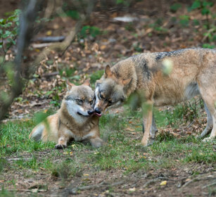 Lupi (Canis lupus), Wolves Bayerischerwald, Germania, Germany