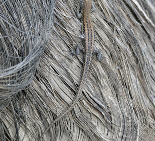 Lucertola atlantica juv. (Gallotia atlantica) Atlantic Lizard, Fuerteventura