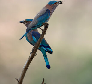 Ghiandaie (Coracias benghalensis), Indian Rollers Nagarhole NP, Karnataka