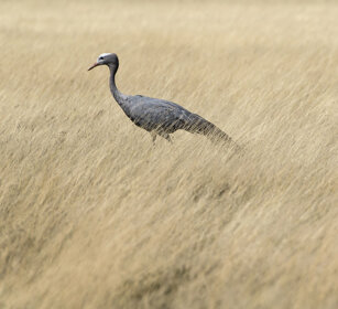 Gru del Paradiso (Anthropoides paradisaea) Blue Crane, Etosha NP