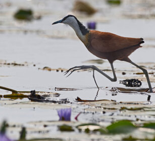Jacana Uganda